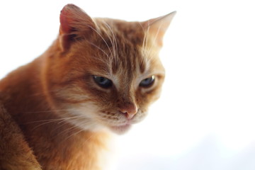 Lovely ginger shorthair cat closeup portrait in white blurred light background.