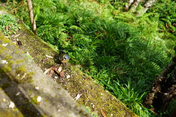 Madeira-Buchfink an der Levada da Ribeira da Janela 