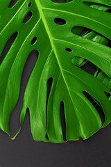 Close up of a monstera leaf on dark black background. Object