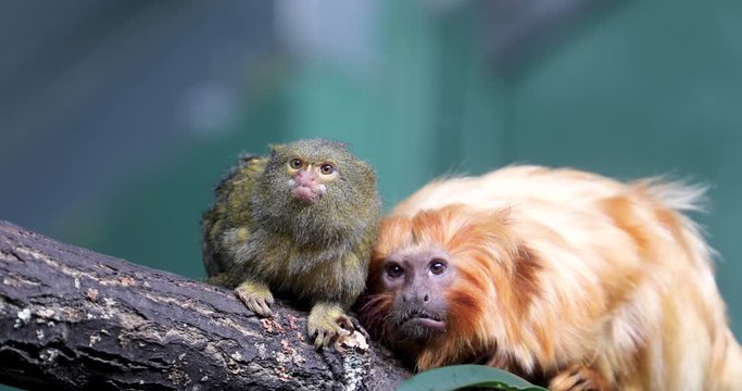 Rare Golden Lion Tamarin mother taking care of endangered family cinematic
