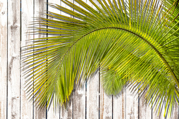 palm tree on wood background 