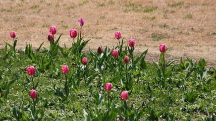 チューリップ20200224