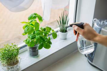 Young Man's hand watering home gardening on the kitchen windowsill. Pots of herbs with basil and watercress sprouts. Home planting and food growing. Sustainable lifestyle, plant-based foods.