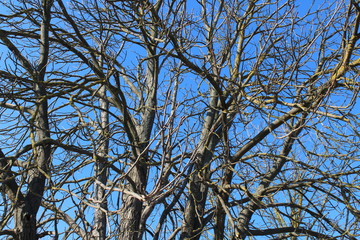 branches of a tree