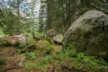 Fototapeta na wymiar Steine im Wald