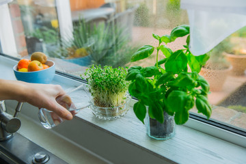 Young Man's hand watering home gardening on the kitchen windowsill. Pots of herbs with basil and watercress sprouts. Home planting and food growing. Sustainable lifestyle, plant-based foods.