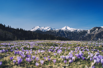Spring nature in Slovenia, Europe.