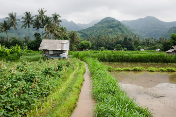 Fototapeta na wymiar Arrozal en el norte de Bali con una casa y montañas de fondo