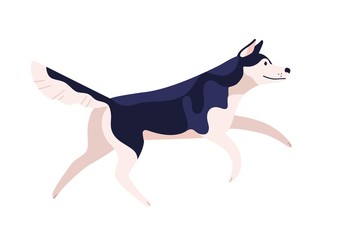 Active cartoon friendly husky dog breed vector flat illustration. Funny running malamute domestic animal isolated on white background. Cute black and white clever pet jumping side view © Good Studio