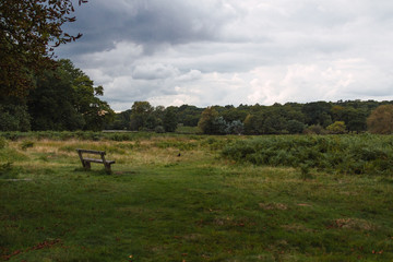 Banco en medio de &aacute;rboles