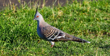 cute little bird eating insects in a Sydney Park at sunset