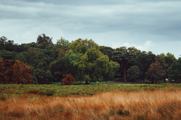 Paisaje con &aacute;rboles