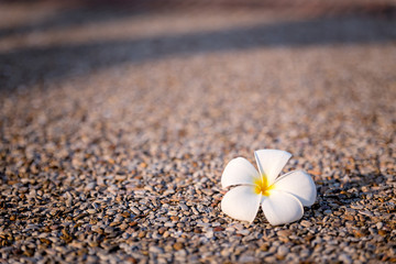 Frangipani flower on old and dirty cement floor. White plumeria flowers on the street