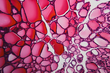 thyroid gland dogs