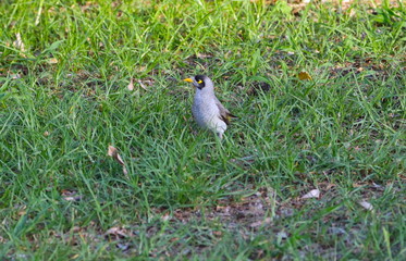 cute little bird eating insects in a Sydney Park at sunset