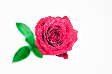 Fototapeta premium Beautiful fresh red rose, white background
