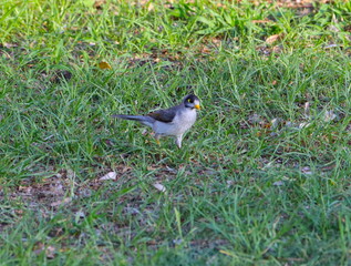 cute little bird eating insects in a Sydney Park at sunset