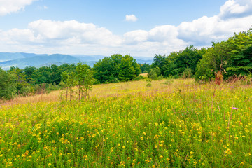 mountain meadow. beech forest on the edge of a hill. beautiful summer landscape with fluffy clouds on a blue sky. wild herbs among the grass. ridge rolling in to the distance