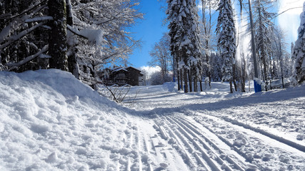 Ski slope in winter mountain forest. Scenic natural landscape, copy space
