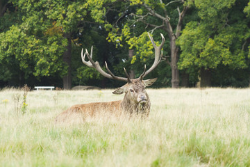 Primer plano de un ciervo