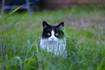 Black and white cat stalking me white i was tacking a picture of a flower in a Sydney Suburban house side yard