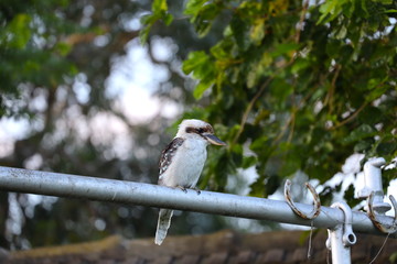 Fototapeta premium portrait of a Kookaburra sitting on a fence post in a western Sydney Suburban House Backyard at sunset