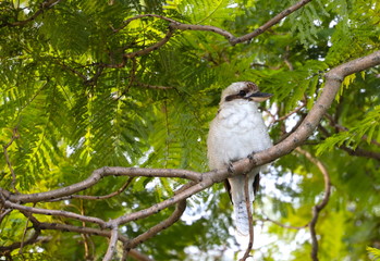 kookaburra sitting on a jacaranda tree branch in a Sydney park at sunset