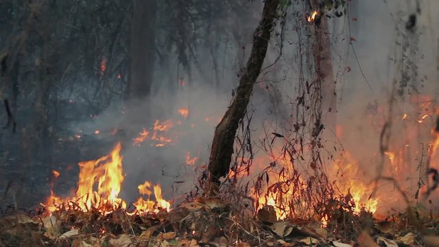 Forest fire is burning, The fire is fueled by wind and heat.