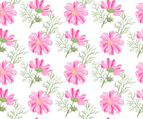 Seamless floral pattern with Cosmos bipinnatus. Hand drawing decorative background. Vector pattern. Print for textile, cloth, wallpaper, scrapbooking