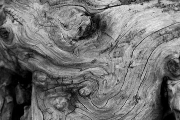 nodo del legno
