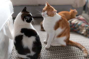 gato blanco y marron y gato blanco y negro se miran con cariño