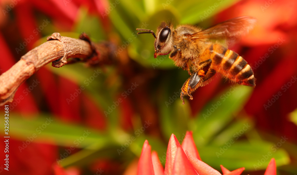 Wall mural bee on flower