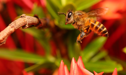 bee on flower