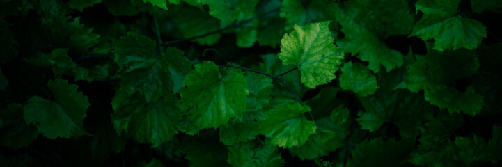 Natural background of wet green grape leaves grow in the garden