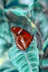 Closeup beautiful butterfly in a summer garden
