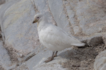 The snowy sheathbill Chionis albus , and also known as the greater sheathbill that lives mostly near penguins colonies.