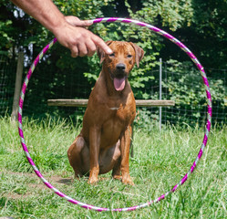 rhodesian ridgeback trick dog training