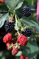 Growing blackberries. Harvest