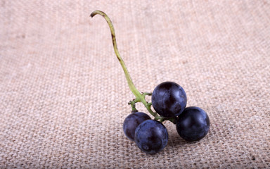 Black wine grape on bagging