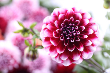 Dahlia flower and bokeh flowers background