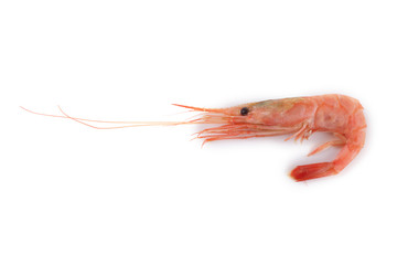 Shrimp isolated on white
