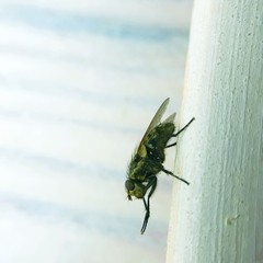 home fly on the glass close-up