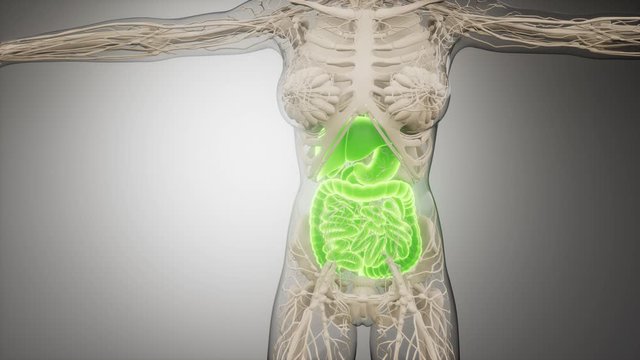 3d illustration of human digestive system parts and functions