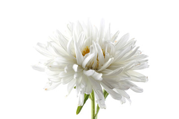 White aster isolated on white