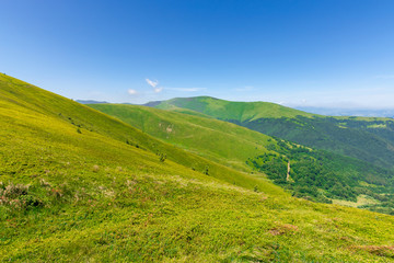 green rolling hills of mountain ridge borzhava. grassy alpine meadows beneath a blue sky with some clouds. beautiful summer landscape of carpathian highlands. velykyy verkh summit in the distance