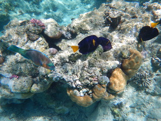 coral reef with tropical fish