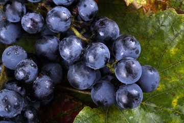 Wine grape on autumn leaves background
