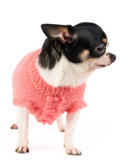 Cute dog in knitted pink vest