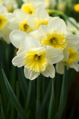 Fototapeta na wymiar Slim Whitman Large Cupped Daffodil in spring
