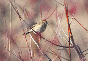 Unusual portrait of common reed bunting (Emberiza schoeniclus) in red